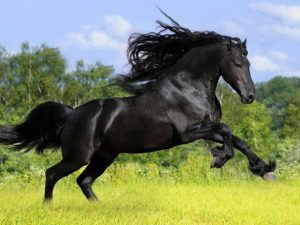 सपने में काले घोड़े को देखना मतलब