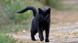 सपने में काली बिल्ली दिखाई देना