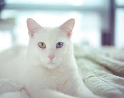 सपने में सफेद बिल्ली