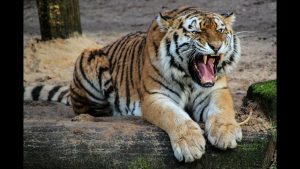 सपने में बाघ देखना मतलब क्या होता है