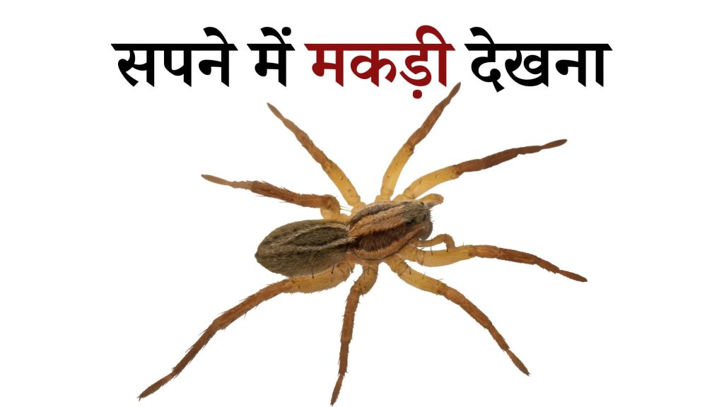 सपने में मकड़ी देखना मतलब क्या है ? Sapne Main Spider Dekhna
