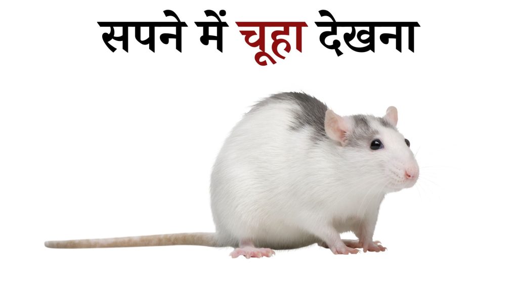 सपने में चूहा देखना मतलब क्या है ? Sapne Main Rat Dekhna