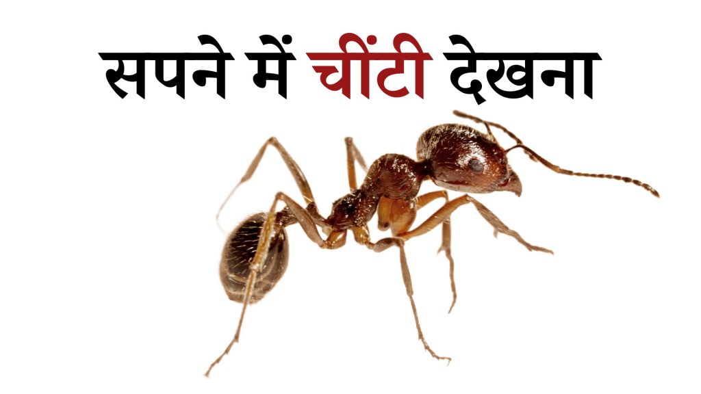 सपने में चींटी देखना मतलब क्या है ? Sapne mein Chiti Dekhna