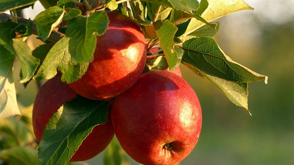 सपने में सेब देखना मतलब क्या है ? Sapne mein Apple dekhna